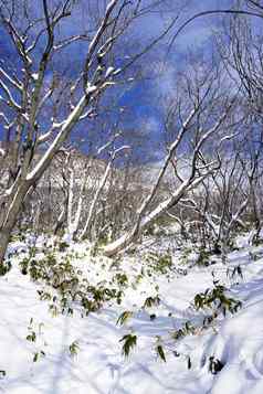 雪森林登别温泉雪冬天