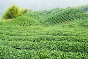 茶树山