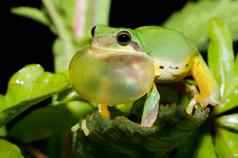 树青蛙求爱