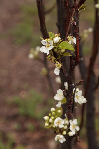 白色花花朵罩<strong>梨</strong>树