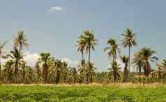 热带景观棕榈树