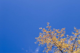 秋天树叶天空