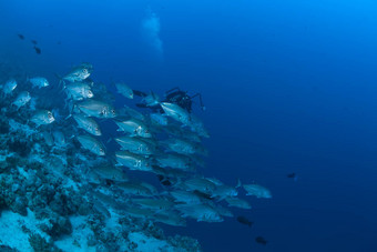 珊瑚生活潜水<strong>苏丹苏丹</strong>红色的海Safari