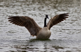 美丽的孤立的照片可爱的野生加拿<strong>大鹅</strong>湖显示强<strong>大</strong>的翅膀