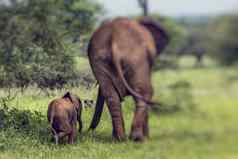 妈妈。婴儿非洲大象走萨凡纳焦油