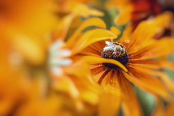 特写镜头照片西方蜂蜜蜜蜂收集花蜜斯普雷