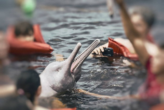 人喂养著名的粉红色的海豚那些蔷薇属亚马逊