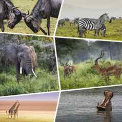 拼贴画动物坦桑尼亚旅行背景照片