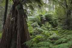 热带森林山场国家公园塔斯马尼亚澳大利亚