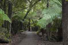 热带森林山场国家公园塔斯马尼亚澳大利亚