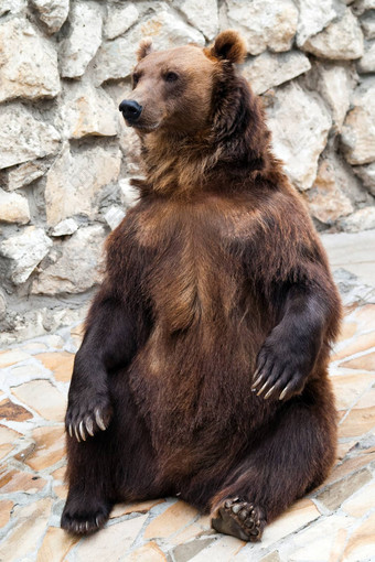 棕色（的）熊