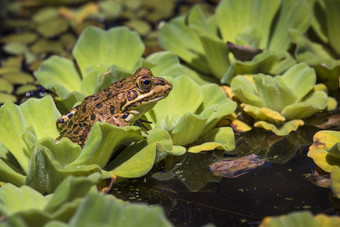 绿色青蛙湿地
