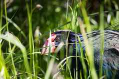 takahe卟啉Hochstetteri罕见的本地的鸟新西兰认为已经灭绝的抓食物