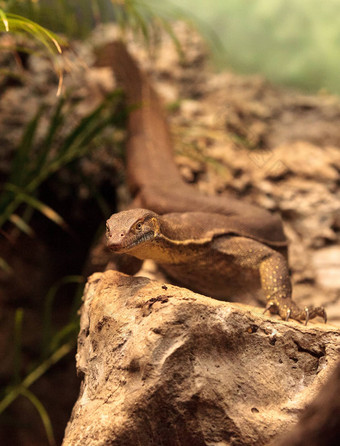 水监控属varanus