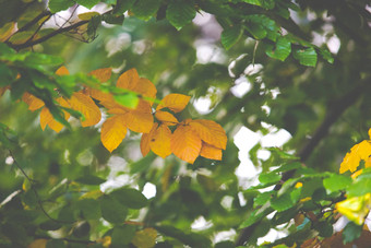 色彩斑斓的叶子树秋天季节波兰