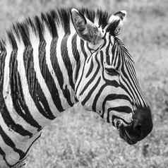 斑马国家公园非洲肯尼亚