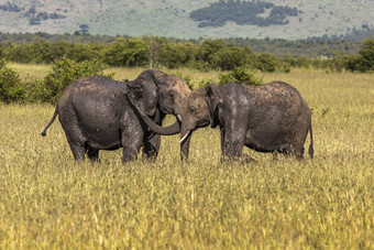 野生大象马赛玛拉国家储备肯尼亚