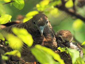 鸟鸟的巢婴儿鸟妈妈。肖像