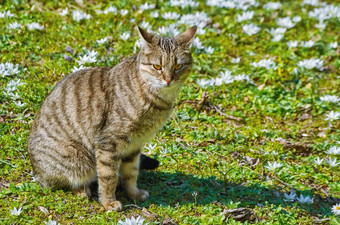 猫草坪上