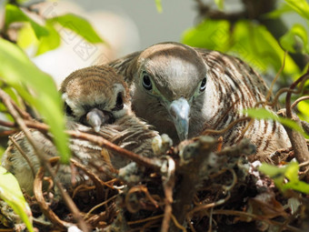 鸟鸟的巢婴儿鸟妈妈。