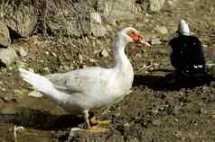国内鸭国内白色鸭子自然美联储鸭子白色村鸭子浮动鸭子自然美联储鸭子村国内鸭图片