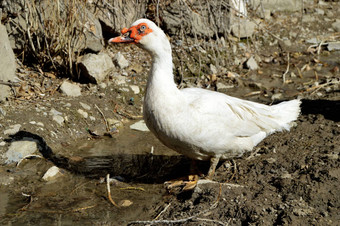 国内鸭国内白色鸭子自然美联储鸭子白色村鸭子浮动鸭子自然美联储鸭子村国内鸭图片