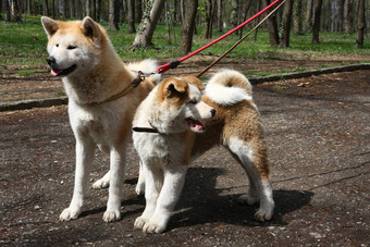 女小狗秋田犬犬儒