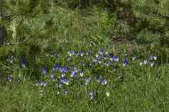 药用植物野生堇型花紫罗兰色的开花快乐rila山