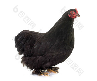 黑色的北京鸡