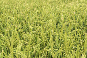 生大米种植园