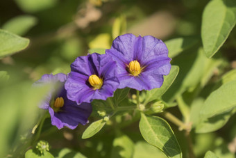 茄属植物兰顿内<strong>蒂花</strong>