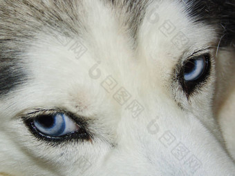 沙哑的特写镜头拍摄沙哑的狗蓝色的眼睛