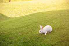 兔子草