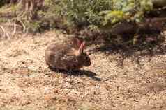 少年兔子sylvilagus巴赫马尼野生刷兔子