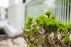 植物花盆花圃最大佛教寺庙爷爷