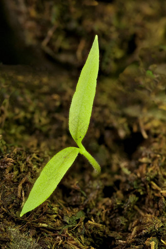 小绿色发芽太阳