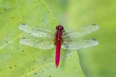 图像红色的蜻蜓栖息叶子昆虫动物