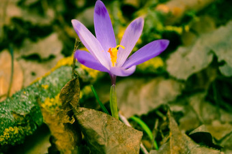 紫色的春天花<strong>照片效果</strong>