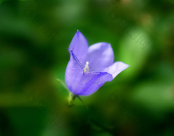 紫色的贝尔花