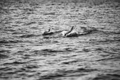 妈妈。海豚小腿游泳莫顿湾黑色的白色
