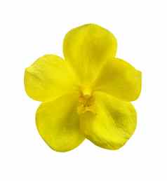 单黄色的兰花花孤立的