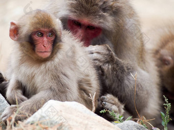 日本短尾猿雪猴子梳理羽毛