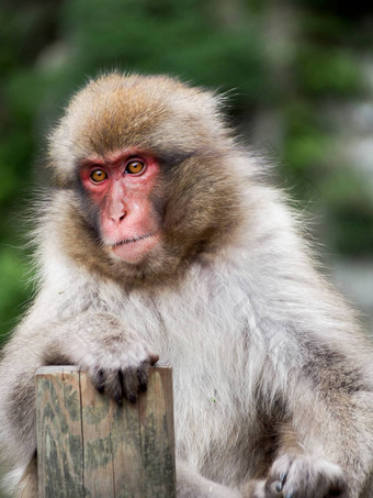 日本短尾猿雪猴子