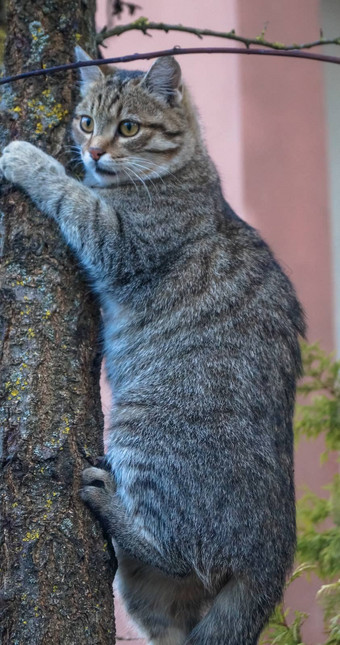 <strong>灰色的猫</strong>坐着树