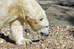 极地熊鹅卵石动物