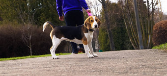 狗小猎犬号皮带<strong>走</strong>老板