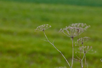 <strong>当归</strong>archangelica干植物