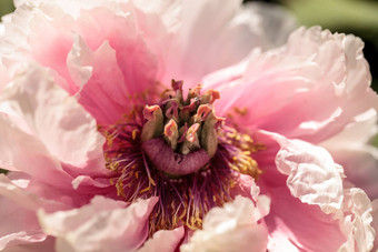粉红色的花<strong>牡丹</strong>树被称为芍药属suffruticosa