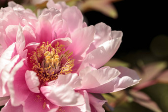 粉红色的花牡丹树被称为芍药属suffruticosa
