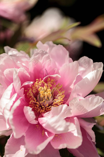 粉红色的花<strong>牡丹</strong>树被称为芍药属suffruticosa
